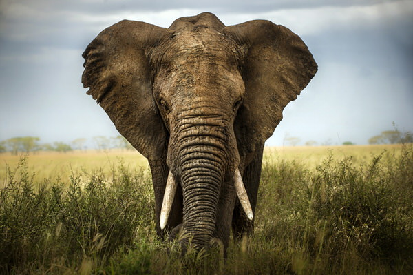 Photograph Alberto Ghizzi Panizza Encounter In Serengeti on One Eyeland