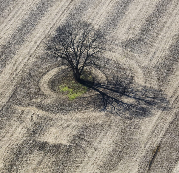 Photograph Larry Hamill Tree In Circle on One Eyeland