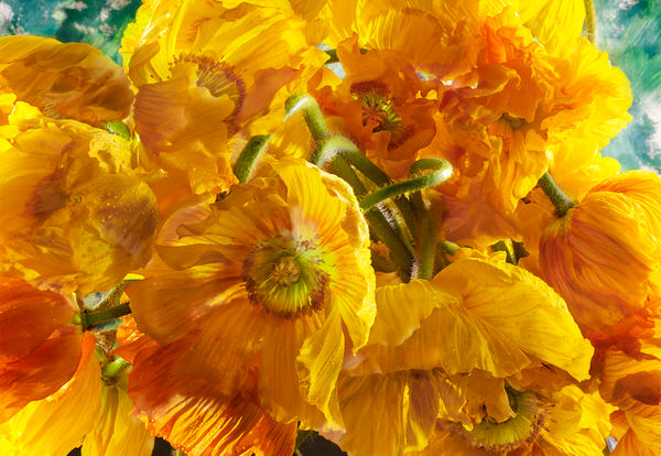 Photograph David Bishop Yellow Poppies on One Eyeland