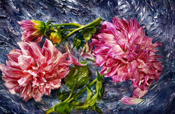 Photograph David Bishop Dinnerplate Dahlia on One Eyeland