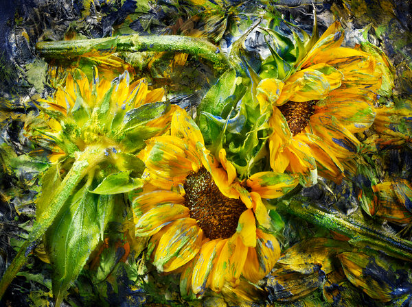Photograph David Bishop Painted Sunflowers on One Eyeland