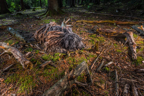 Photograph Dirk Kruell Creatures on One Eyeland