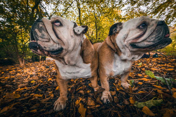 Photograph Dirk Kruell Creatres on One Eyeland