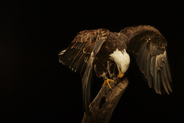 Photograph Chris Gordaneer Images Shot For A Personal Project On Birds Of Pre on One Eyeland