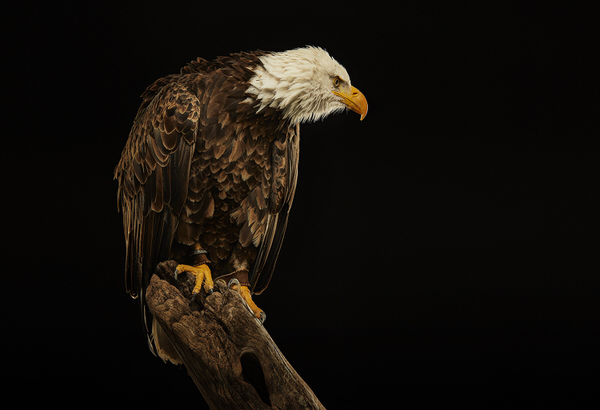 Photograph Chris Gordaneer Bald Eagle on One Eyeland