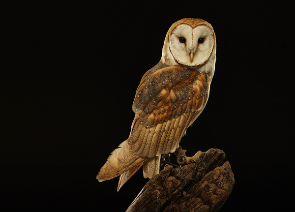 Photograph Chris Gordaneer Barn Owl on One Eyeland