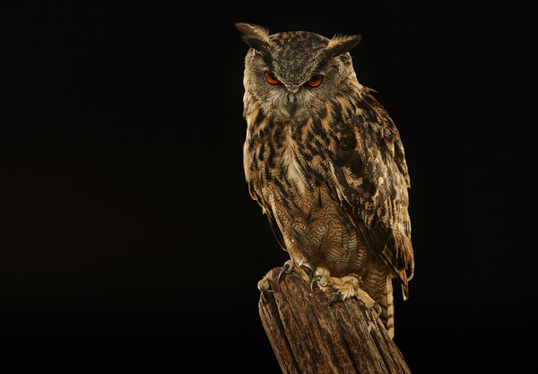 Photograph Chris Gordaneer Great Horned Owl on One Eyeland