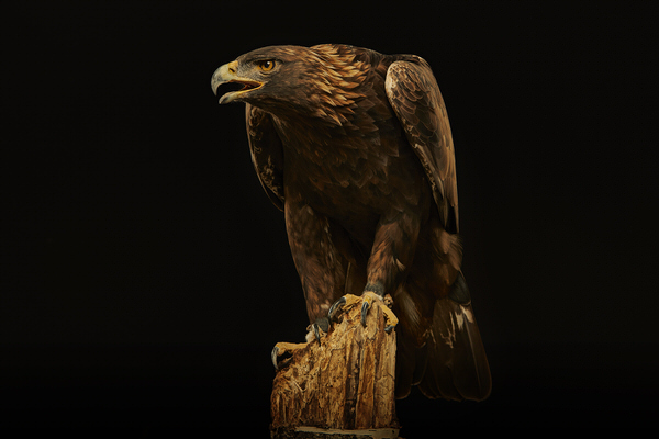 Photograph Chris Gordaneer Golden Eagle 1 on One Eyeland