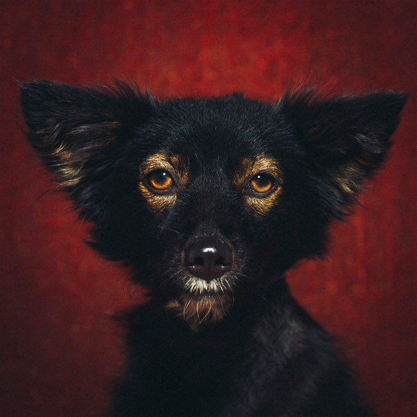 Photograph Matej Juhar Yoda on One Eyeland
