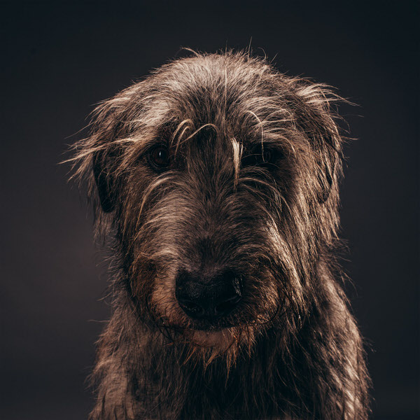 Photograph Matej Juhar Rufus on One Eyeland