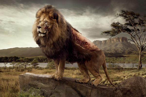 Photograph Nina Marie Rambo Extinction on One Eyeland