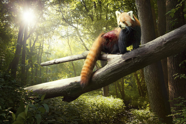 Photograph Nina Marie Rambo Extinction on One Eyeland
