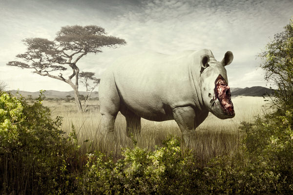 Photograph Nina Marie Rambo Extinction on One Eyeland