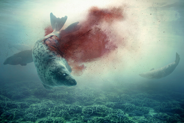 Photograph Nina Marie Rambo Extinction on One Eyeland