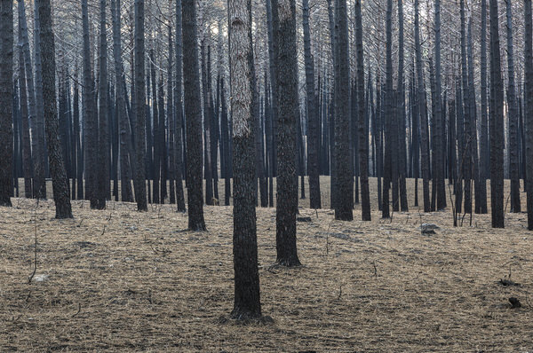 Photograph Mark Benham The Burnt Forest on One Eyeland