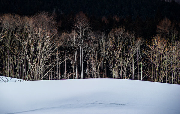 Photograph Kazuaki Koseki Trees Waiting For Spring on One Eyeland
