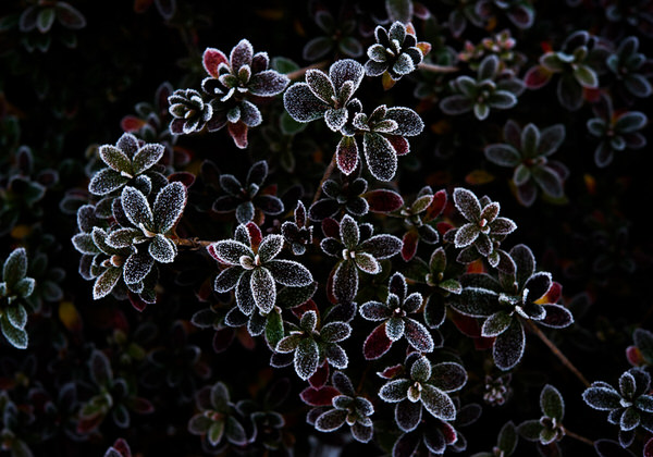 Photograph Kazuaki Koseki Morning Frost on One Eyeland