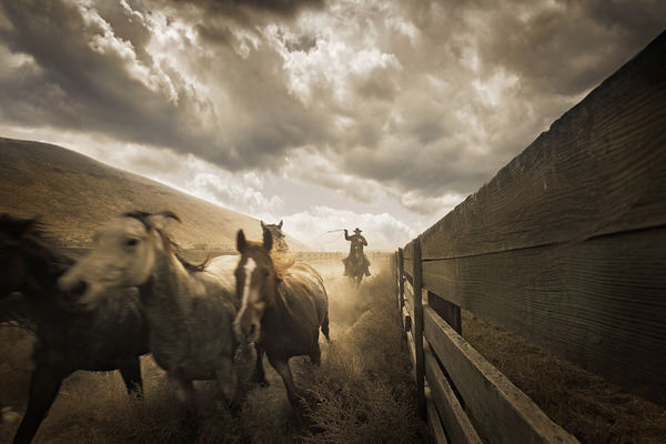 Photograph Chris Gordaneer Horses 2 on One Eyeland