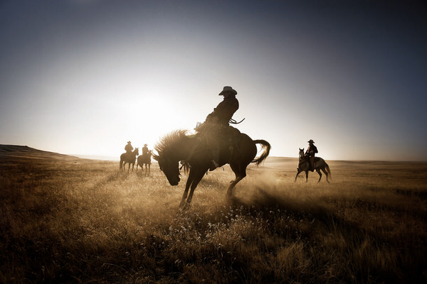Photograph Chris Gordaneer Horses 3 on One Eyeland