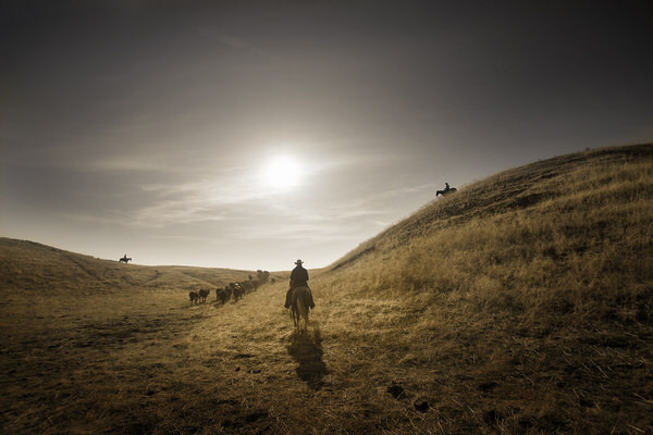 Photograph Chris Gordaneer Horses 4 on One Eyeland