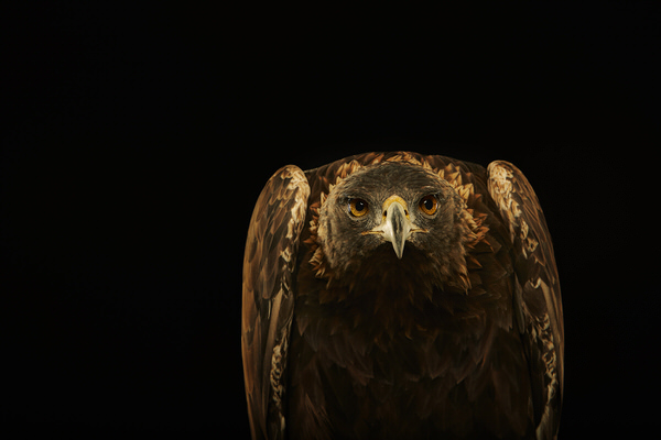 Photograph Chris Gordaneer Golden Eagle 2 on One Eyeland