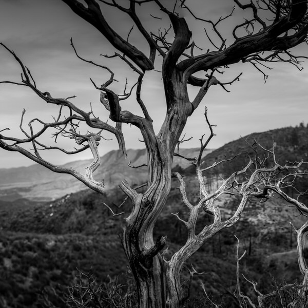 Photograph Aller Beauchamp Our Tree on One Eyeland