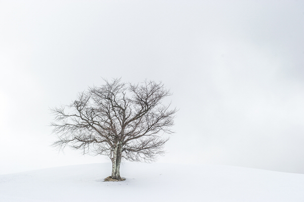 Photograph Kazuaki Koseki Lonely Tree on One Eyeland
