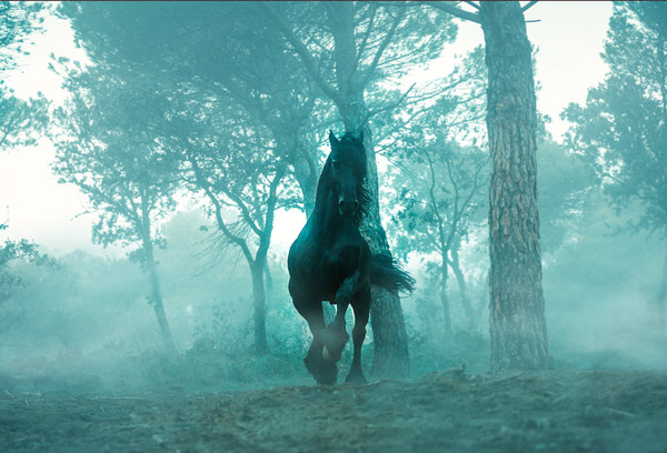 Photograph Ignacio Alvar  Thomas Friesian On The Fog on One Eyeland