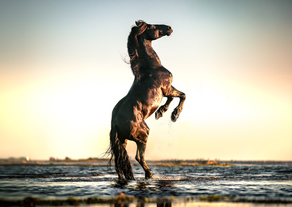 Photograph Ignacio Alvar  Thomas Dawn Horse on One Eyeland