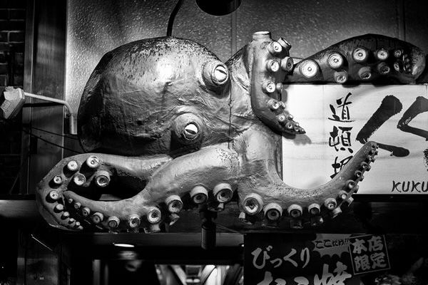 Photograph Yasuhiro Sakuda Octopus on One Eyeland