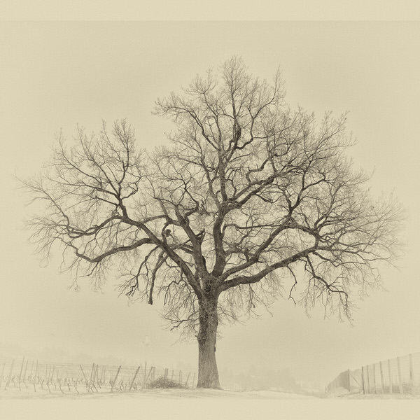 Photograph Raffaella Stringa The Tree on One Eyeland