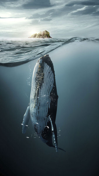 Photograph Jose Reis Whales on One Eyeland