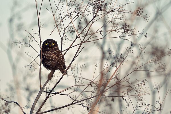 Photograph Emilian Avrămescu Look At Me on One Eyeland