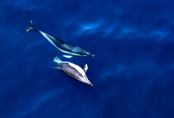 Photograph Popescu Cezar Gabriel Dolphins Dance on One Eyeland