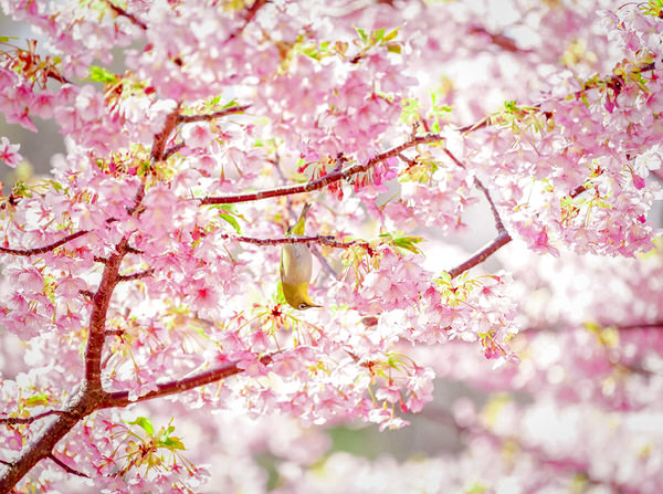 Photograph Yoshitaka Aida A Bird And Cherry Blossom on One Eyeland