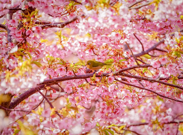 Photograph Yoshitaka Aida A Bird And Cherry Blossom on One Eyeland