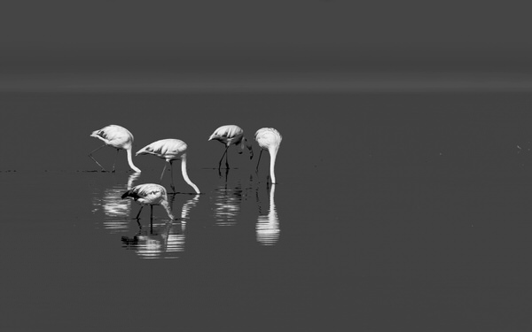 Photograph Dieter Setz Not Only Ostriches Stick Their Heads Into The Grou on One Eyeland