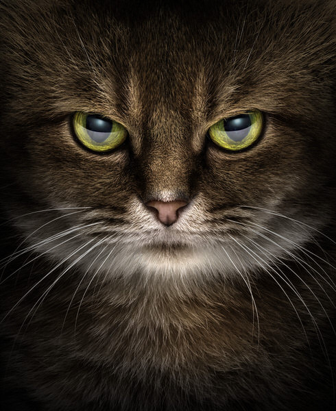 Photograph Erich Caparas Morris The Cat on One Eyeland