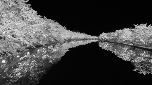 Photograph Naoya Sato Sakura on One Eyeland