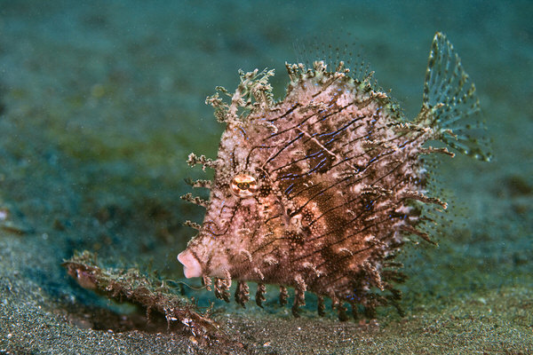 Photograph Hartono Hosea Rare Hairy Fish on One Eyeland
