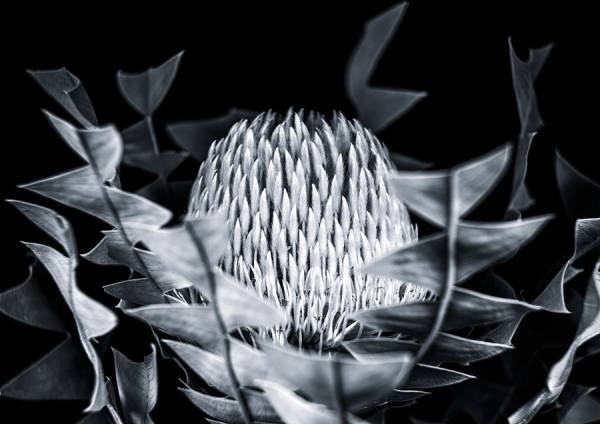 Photograph Duschan Tomic Banksia Baxteri on One Eyeland