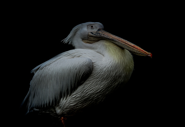 Photograph Yoshitaka Aida A Bird on One Eyeland
