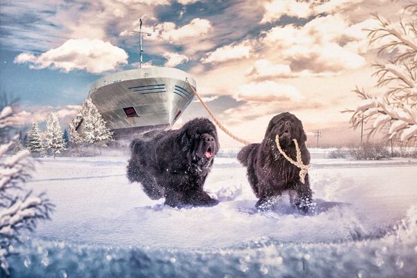 Photograph Juhamatti Vahdersalo Newfoundland Dogs on One Eyeland