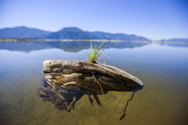 Photograph Woods Wheatcroft New Life on One Eyeland