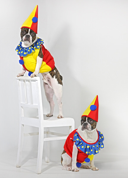 Photograph Ddiarte Ddiarte Clown Dogs on One Eyeland