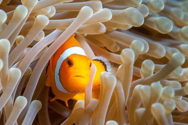 Photograph Hartono Hosea Nemo on One Eyeland