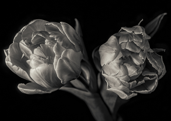 Photograph Duschan Tomic Parrot Tulips on One Eyeland