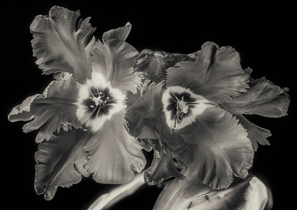 Photograph Duschan Tomic Red Parrot Tulips In Black And White on One Eyeland