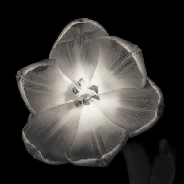 Photograph Duschan Tomic Pink Tulip In Black And White on One Eyeland