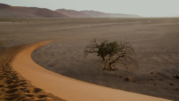 Photograph Dieter Setz Single Tree For Miles on One Eyeland